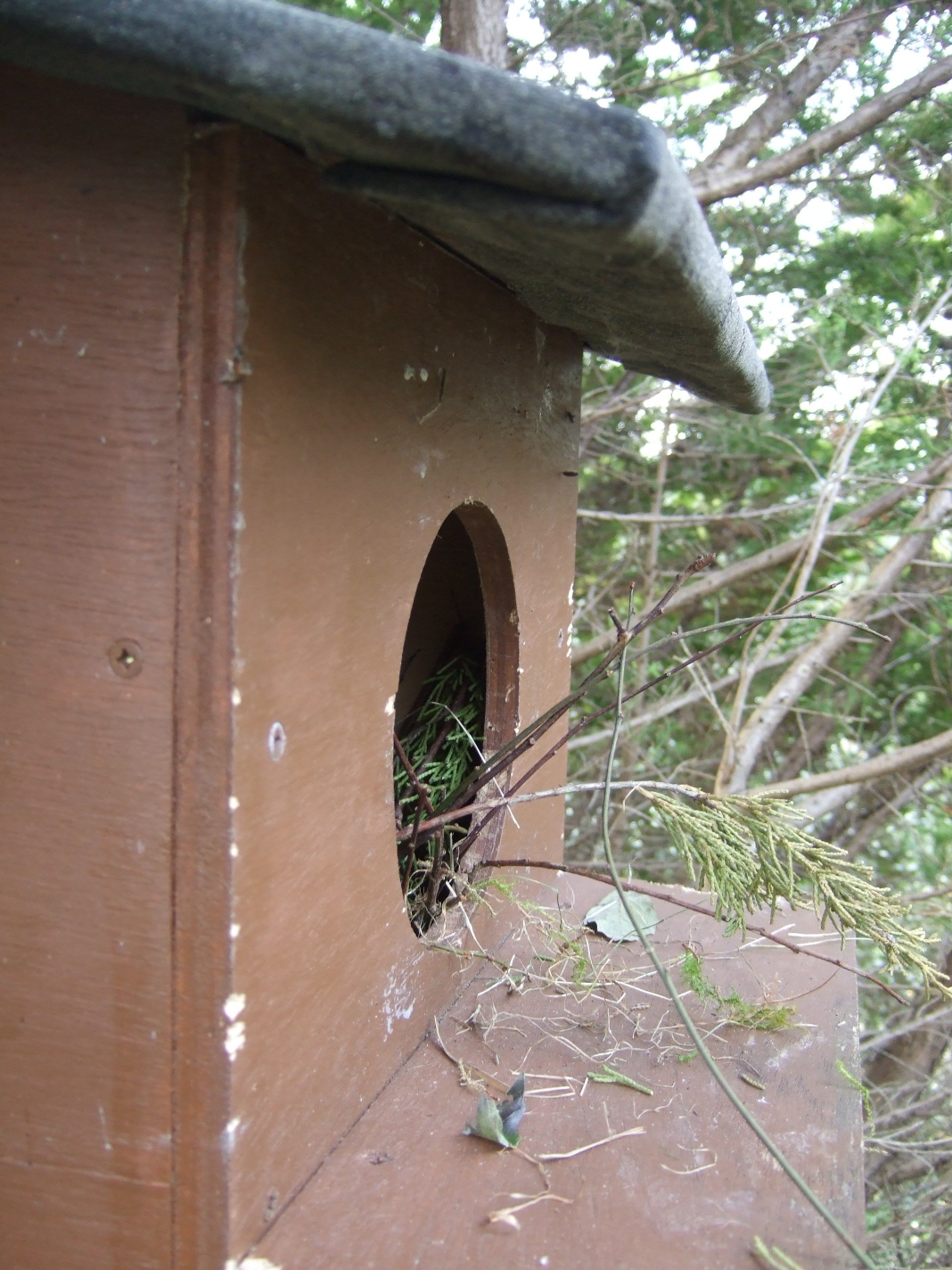Tawny Owl Box With Camera 2025