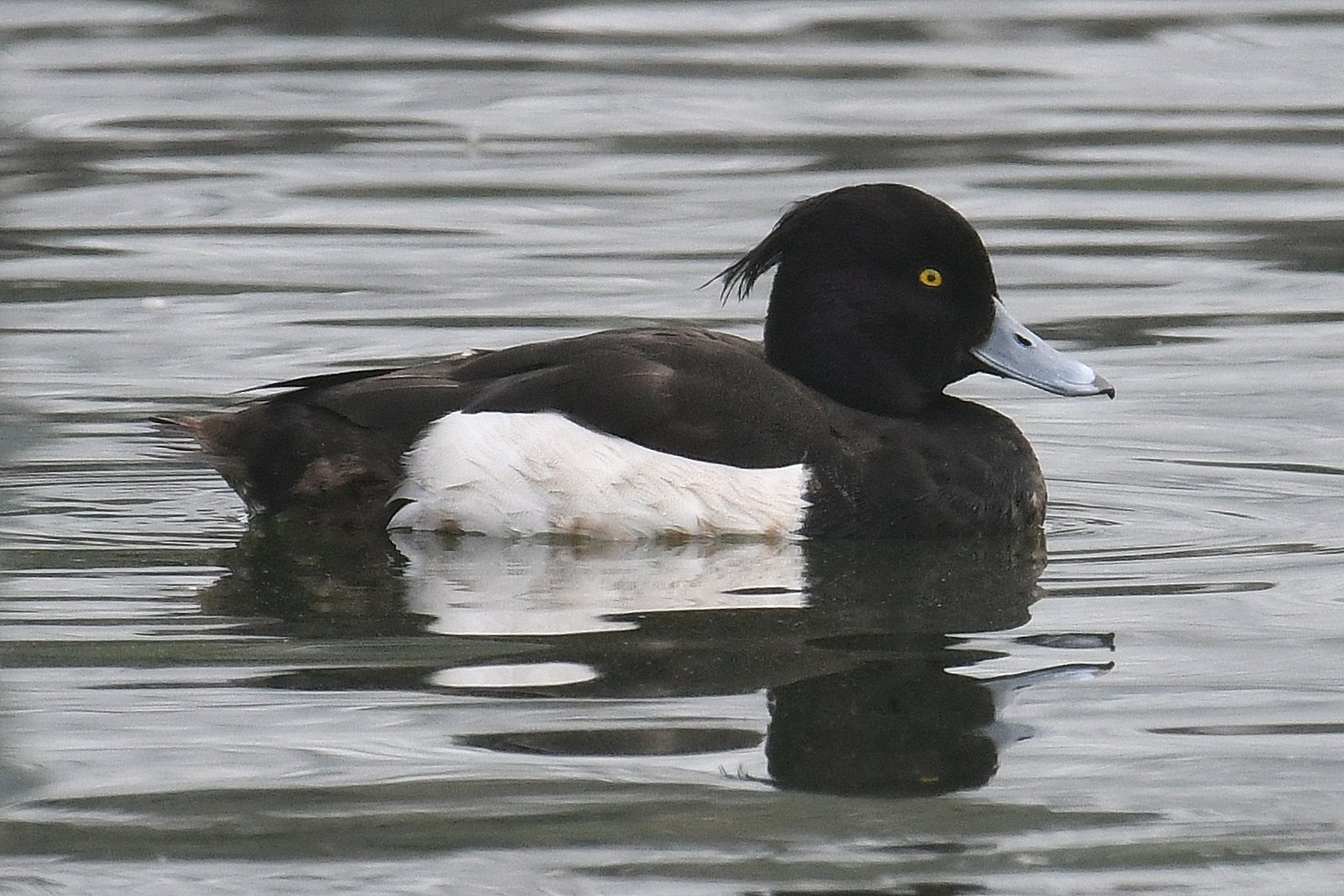 BC Rare Bird Alert: RBA: TUFTED DUCK in Vancouver - March 14-19th