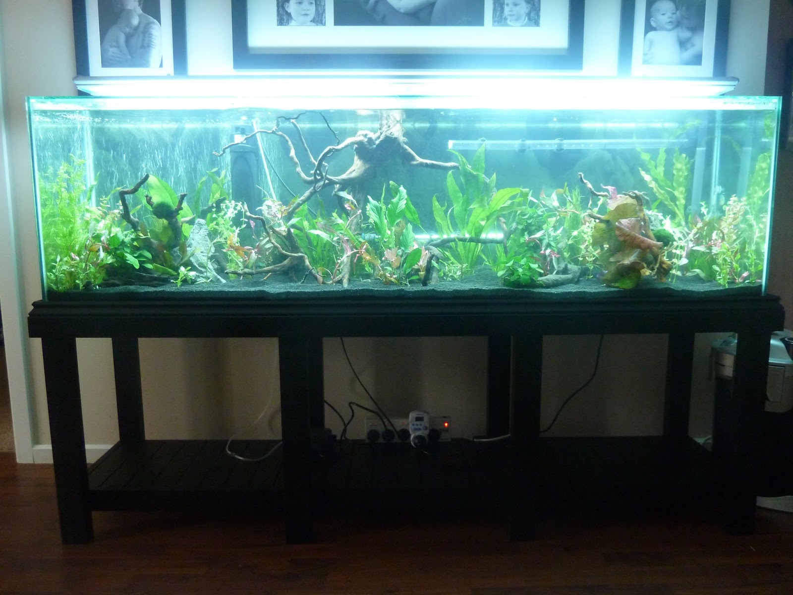 Discus Display Tank Setting up the Tank