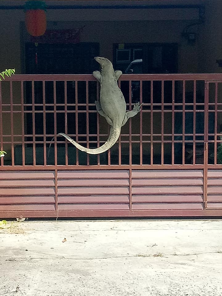 Viral Foto Biawak Panjat Pagar Rumah
