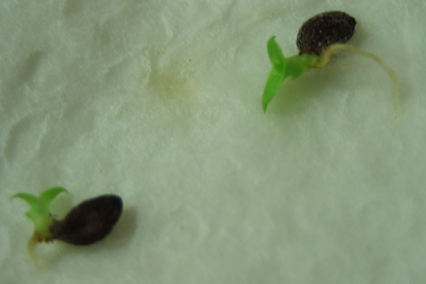 HOW TO GROW A PINEAPPLE FROM SEED The Garden of Eaden