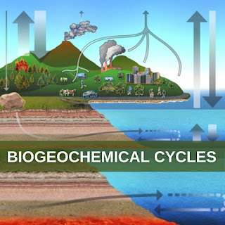 What is Biogeochemical Cycle?