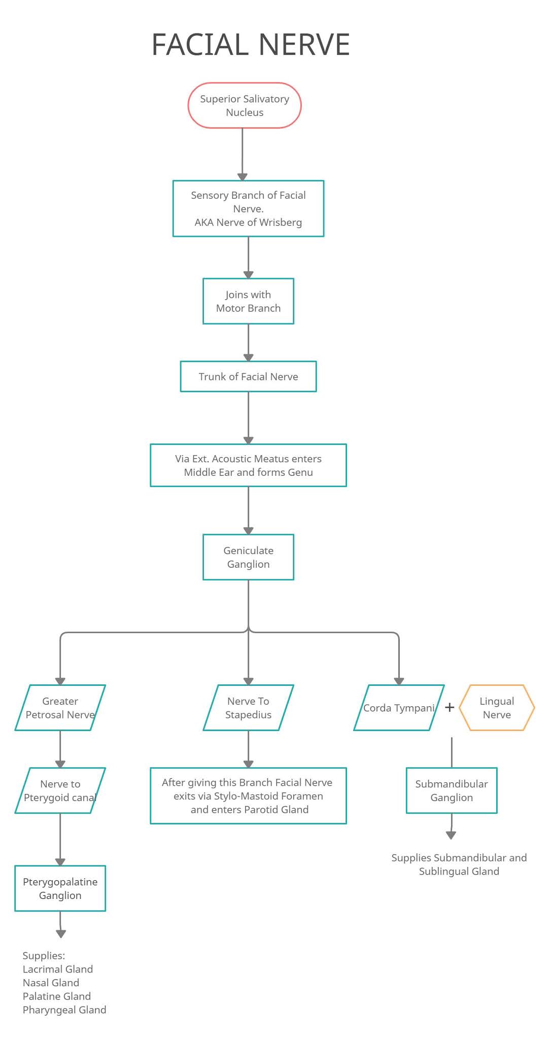 Nerve Course and Branches Nerve Course and Branches