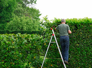 man on a step ladder trimming a green laurel hedge