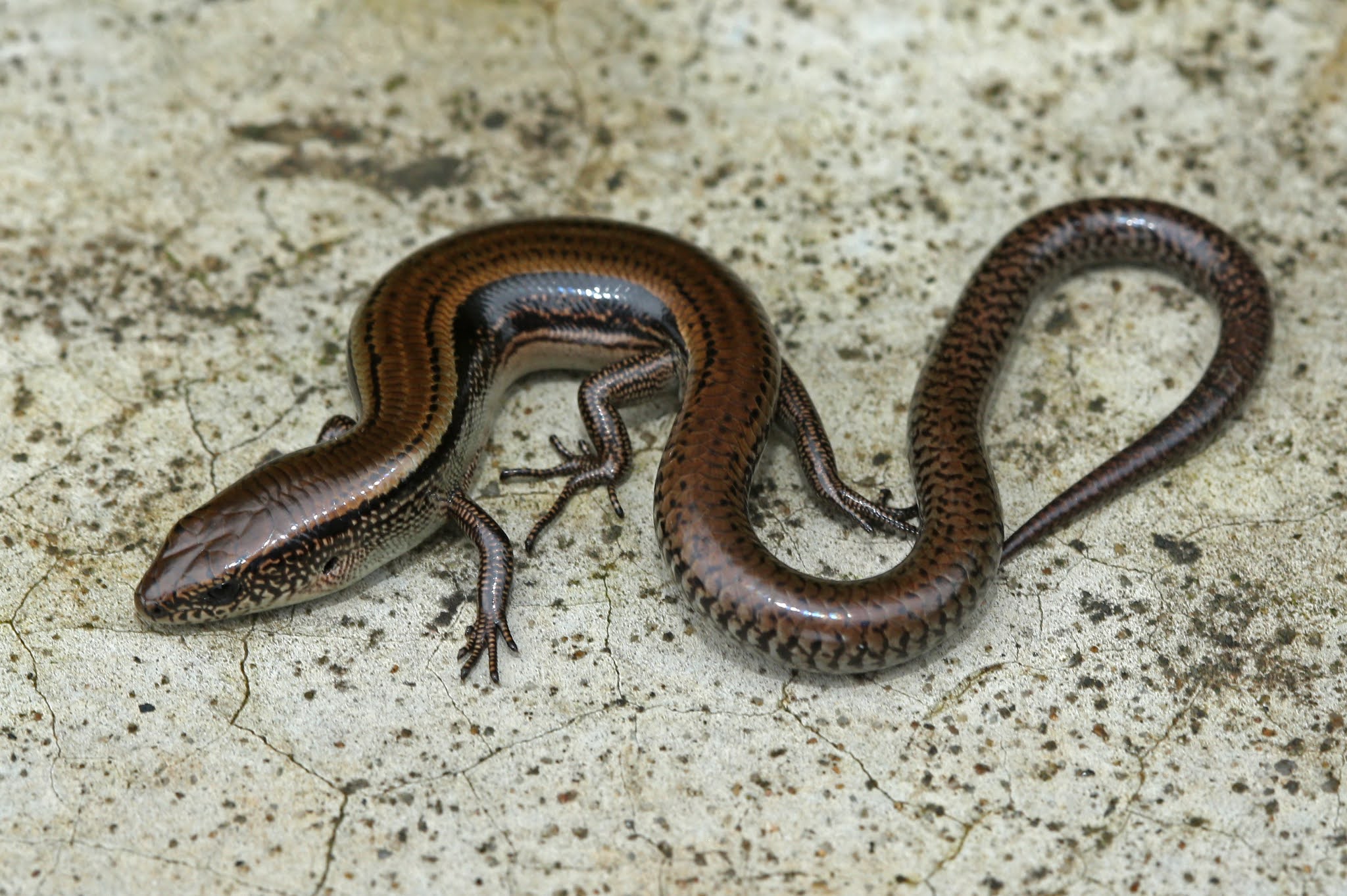 Ground skink, Are skinks harmful? What do ground skinks eat?
