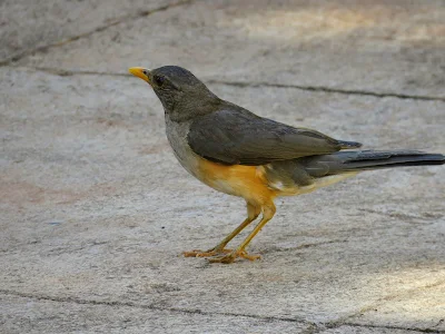 Uganda Birds: African Thrush