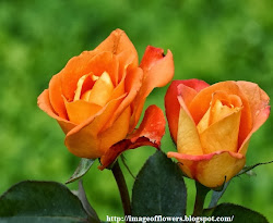 orange flowers roses rose wallpapers summer