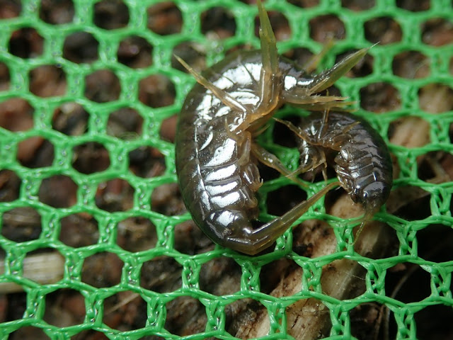 Gammarus sp Gammarus sp