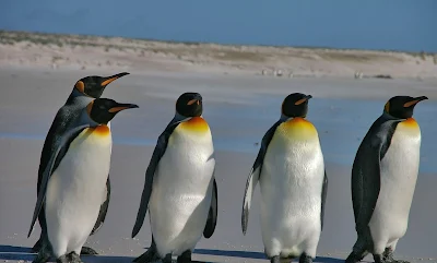 Burung pinguin habitatnya di wilayah kutub - berbagaireviews.com