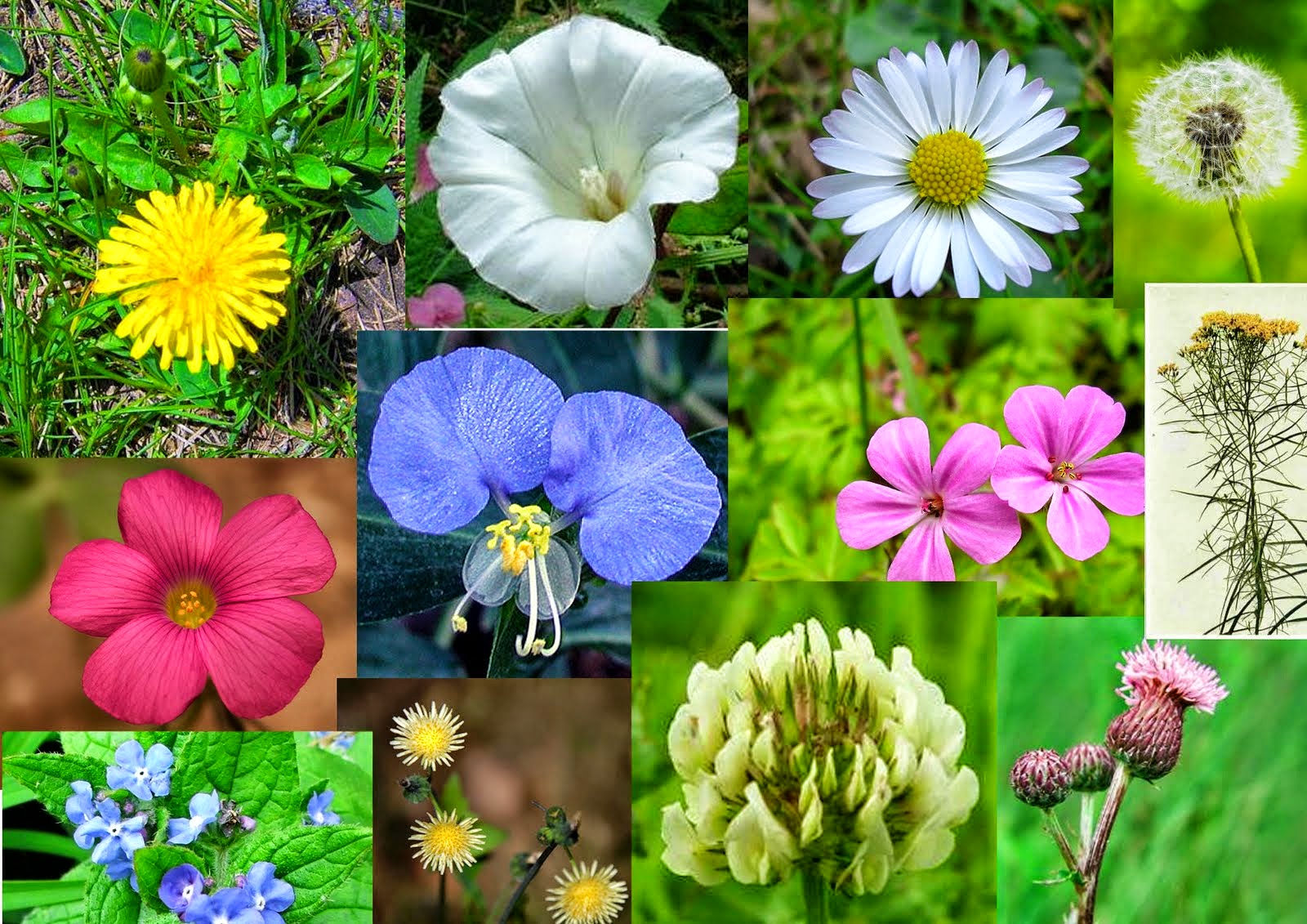 Каких цветов бывают растения. Разные растения. Растения всех видов. Разные цветы. Разные виды цветов.