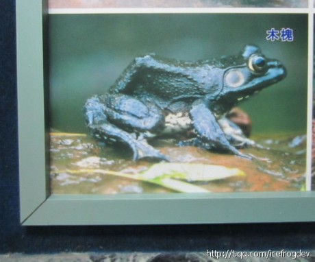 Real Icefrog My Visions towards Life and the World: Icefrog's Trip In China