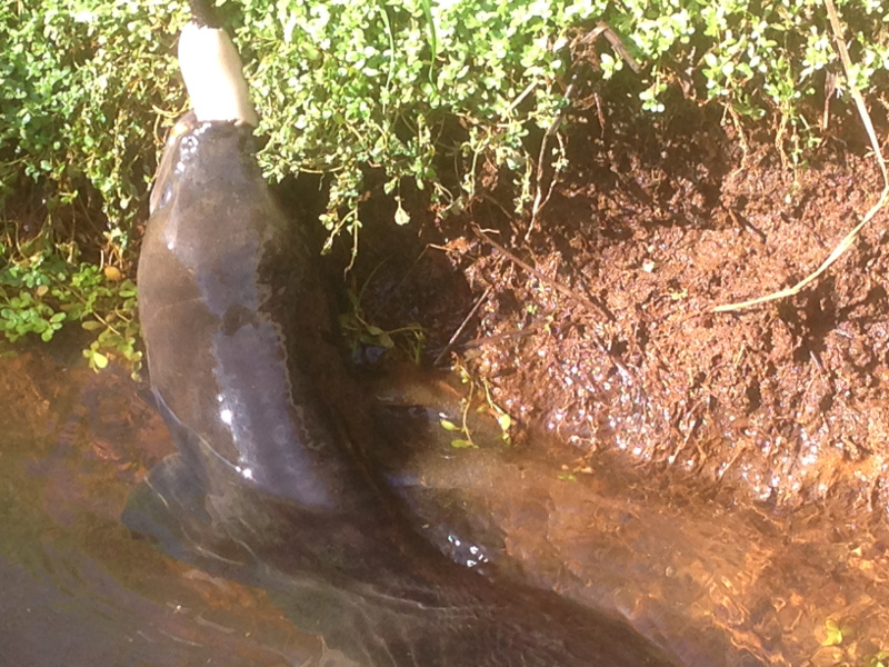 Mangaiti Gully Restoration Group: Longfin Eel. Enjoy them. Don’t