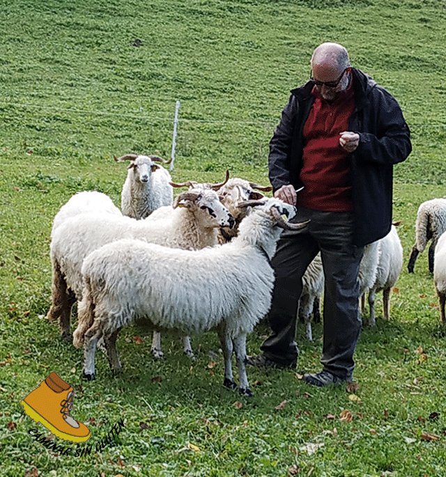 Con los carneros y ovejas en Koliba Podžiar - Dolné Diery