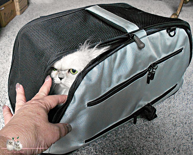 Sweet Purrfections A Trip To The Vet Doesn T Have To Be Stressful