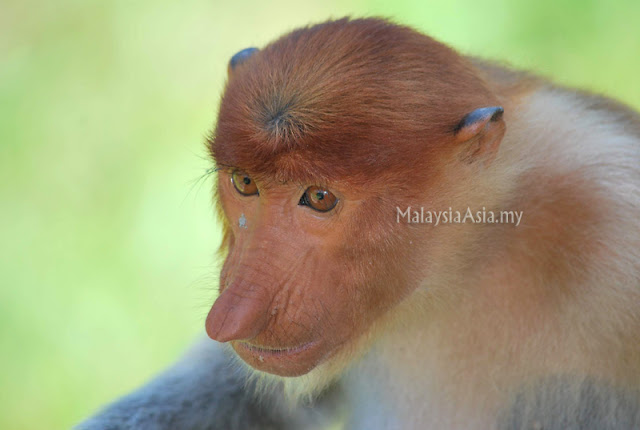 Proboscis Monkey Picture in Sabah