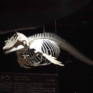 Cüce katil balina iskeleti