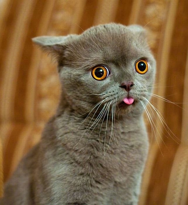  Funniest  Cute Cat  Faces  Funny  And Cute Animals