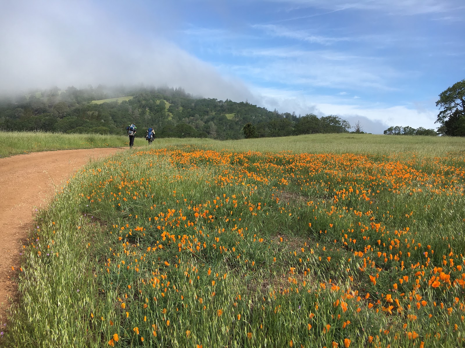 flanders.california.usa 2016 hike 8 Henry Coe State Park