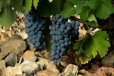 Variedad de uva monastrell