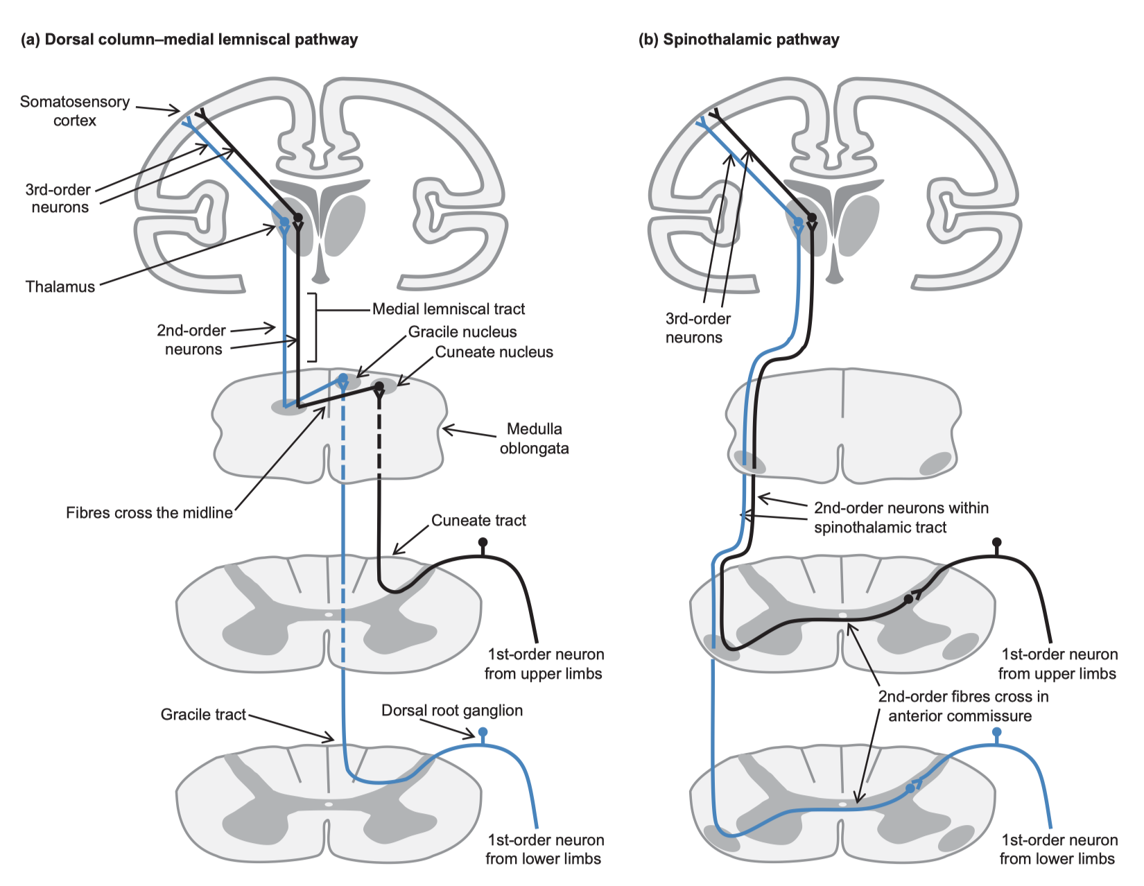 Spinal cord Cross section and tracts
