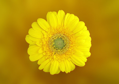 Yellow Flower