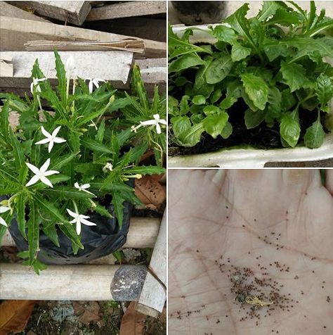 Paling Populer 15 Gambar Bunga Kitolod Dan Manfaatnya Gambar Bunga Indah