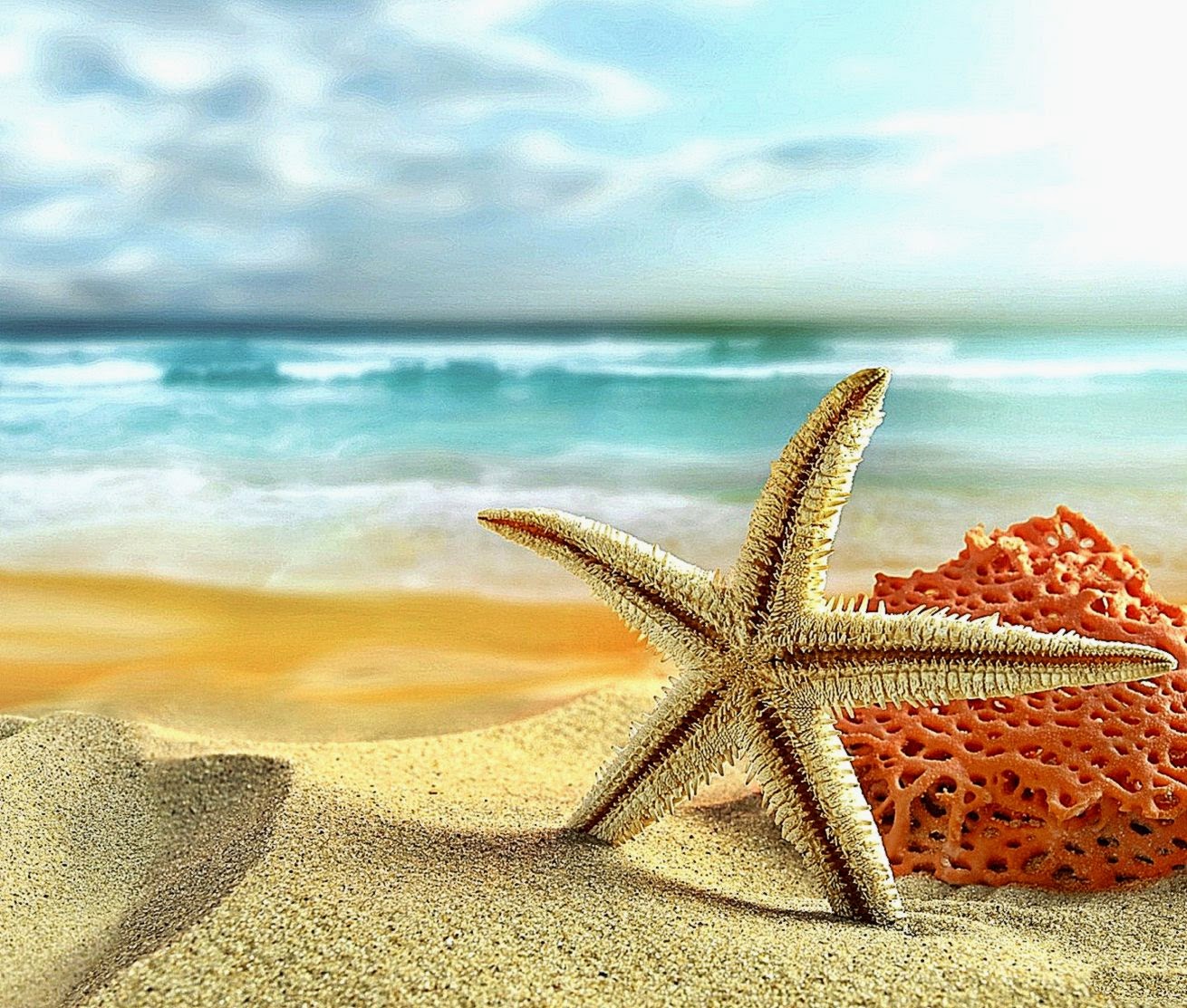 Starfish On Beach Hd