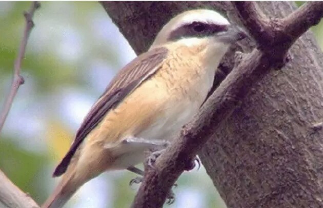 Mengenal Karakteristik Burung Cendet Coklat Dan Habitatnya