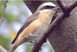 Penyebab Cendet Nyepah Utuh Dan Cara Mengobatinya Menggunakan Ramuan Alami Sukses Perawatan
