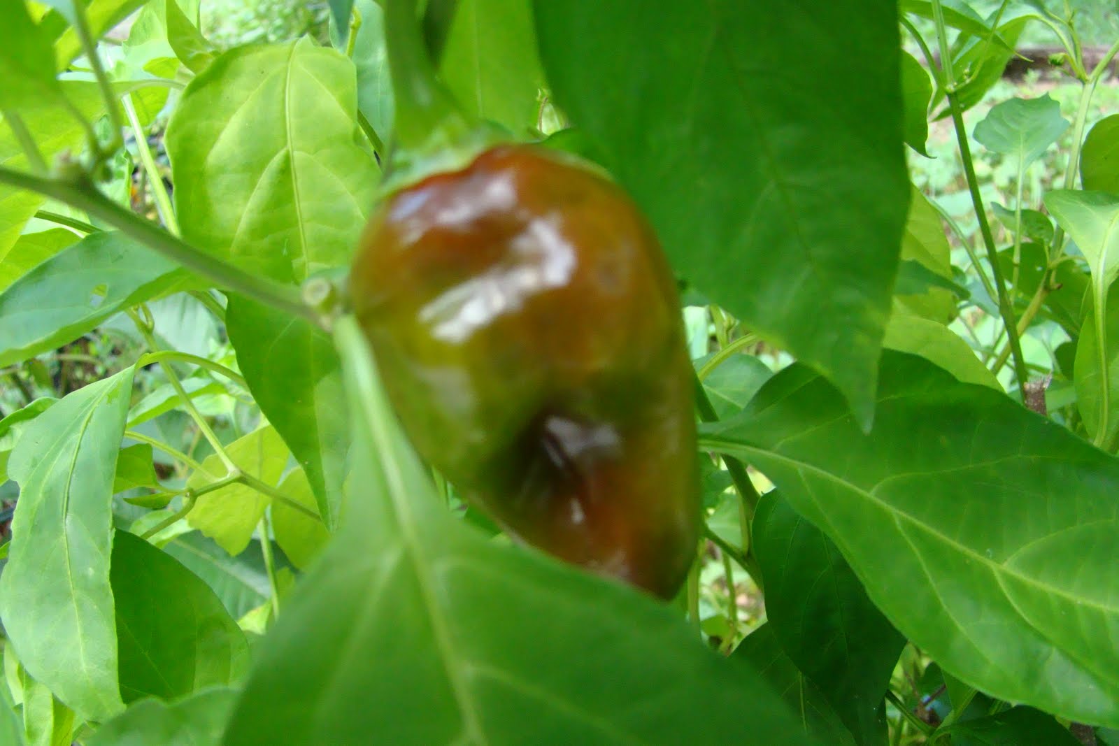 Grace's Groves and Gardens Growing Peppers