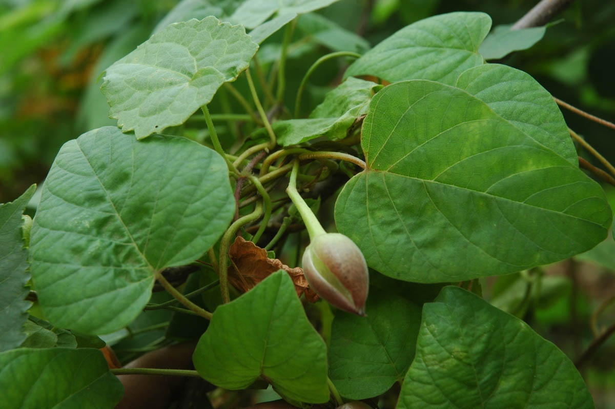 Herbal plants Sri Lanka Nidikumba/Mimosa pudica