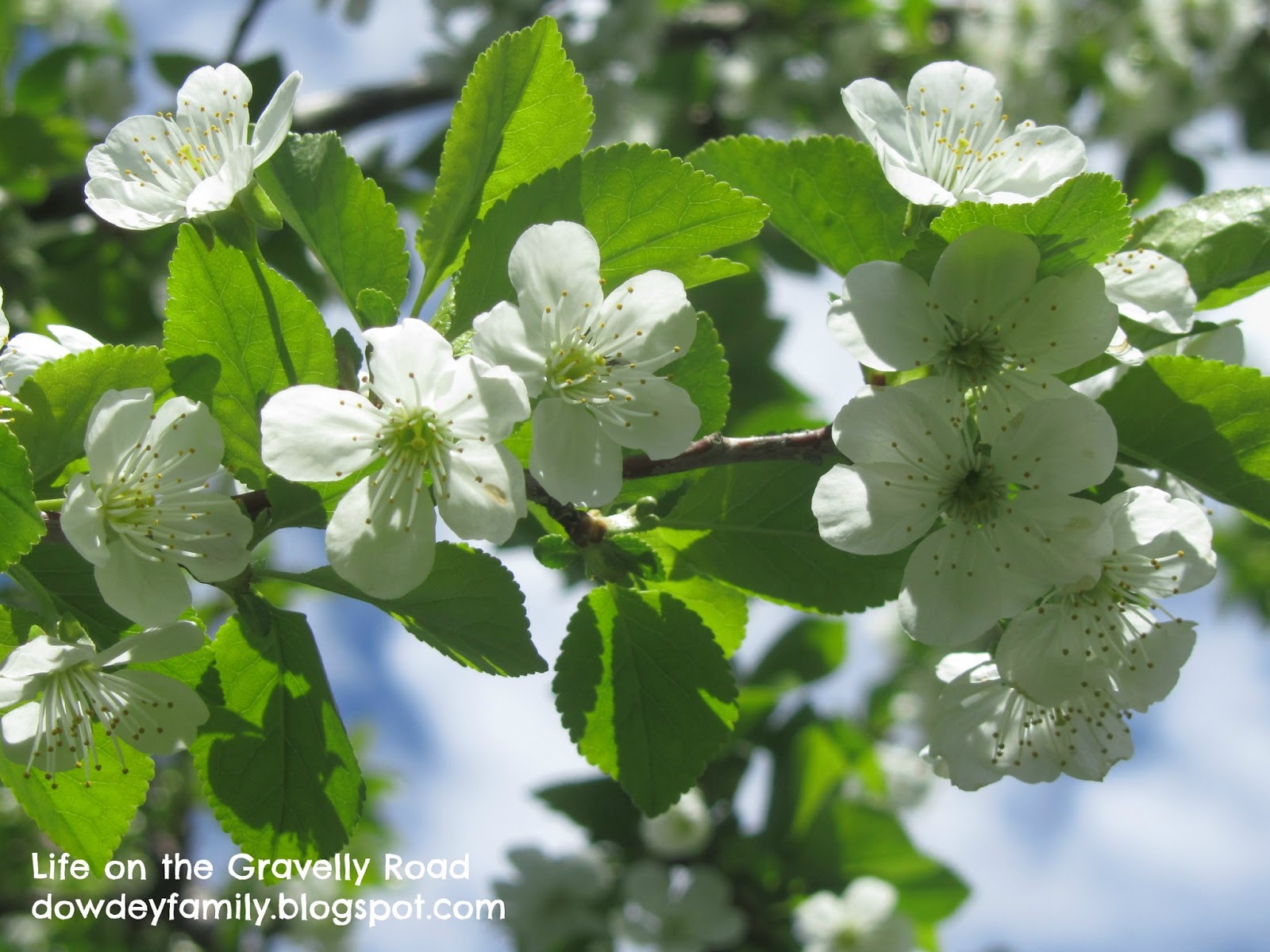 Life on the Gravelly Road: May 2013