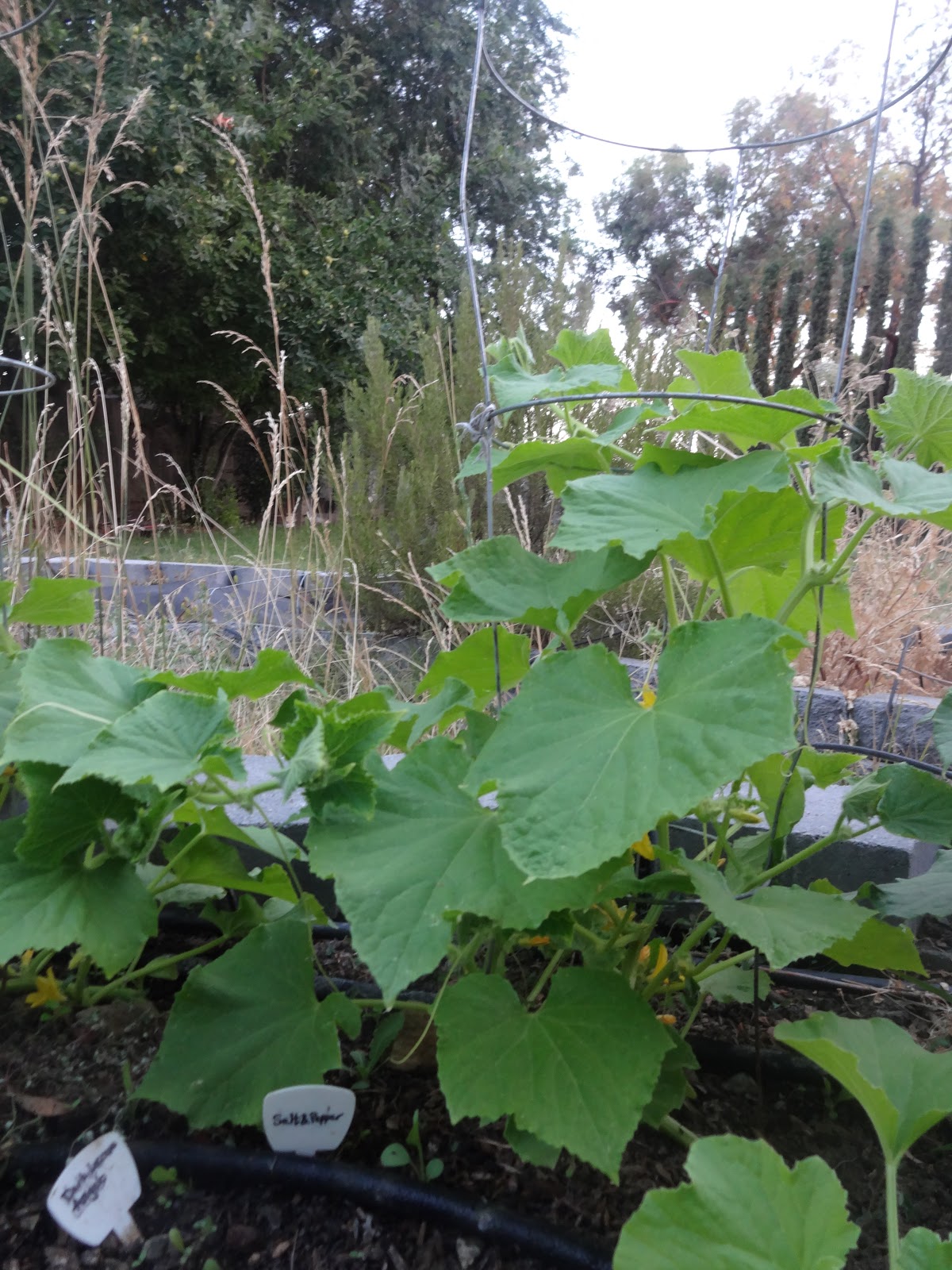 The Scientific Gardener Salt and Pepper Cucumber