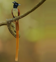 paradise flycatcher asian terpsiphone sri lanka paradisi bird birds indian near flycatchers dambulla amaya lake male wikipedia exotic monarch pradesh