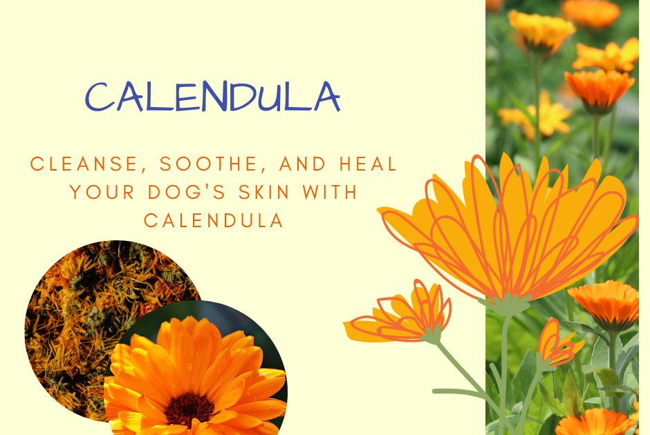 Your Dog's Skin Can Benefit From This Soothing Healing Herb, Calendula