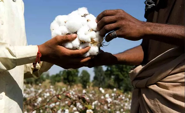 Recession in cotton market Good quality cotton apcm market price will not go up agriculture in India cotton prices will go up again agriculture in Gujarat cotton market price increase after February