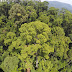 Нов рекордьор за височина сред тропическите дърветата (видео)