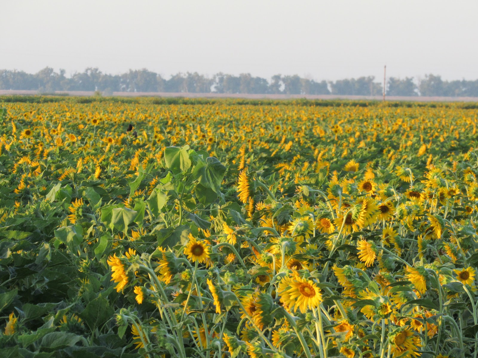 Vaughn the Road Again Sutter County Sunflowers ↔ Near Yuba City