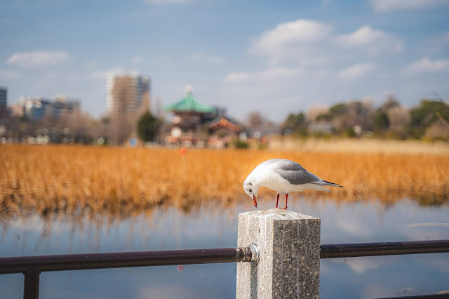 水鳥,上野公園,不忍池