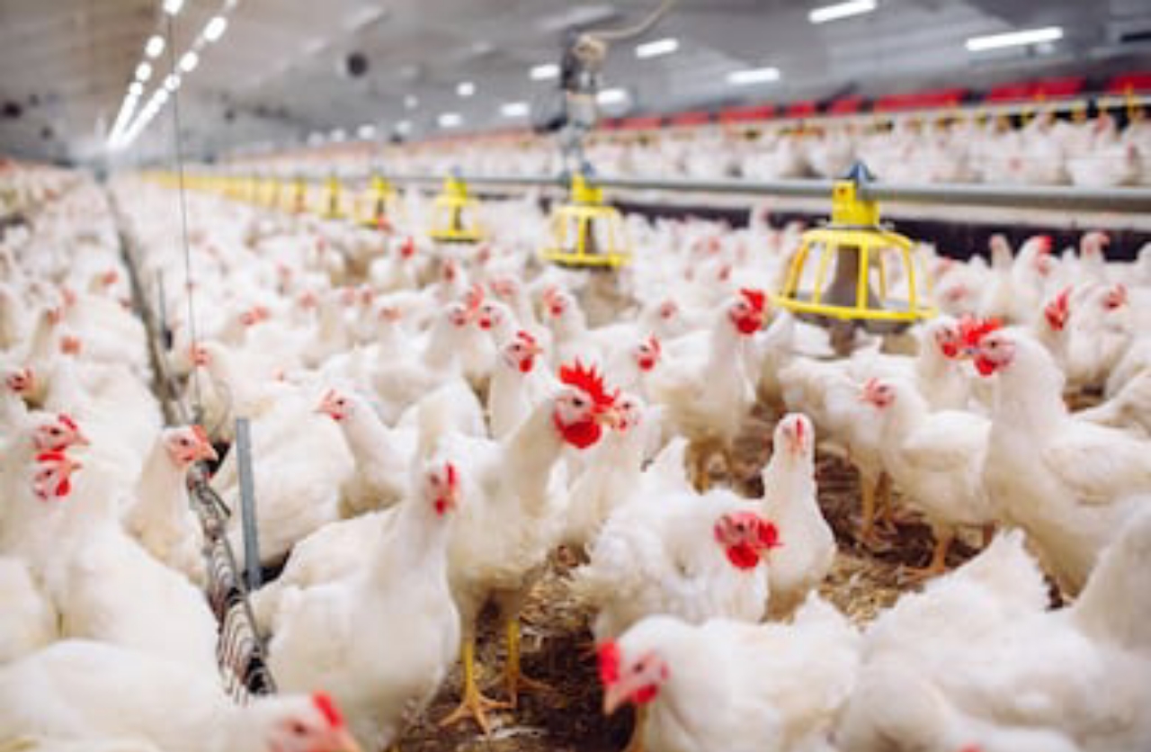 a chicken farming business plan