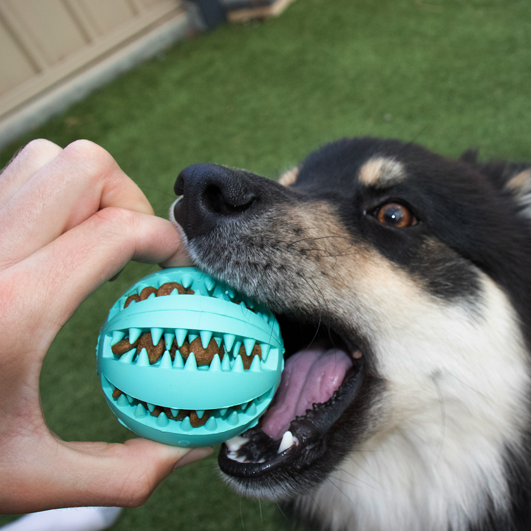 toothy dog toy review