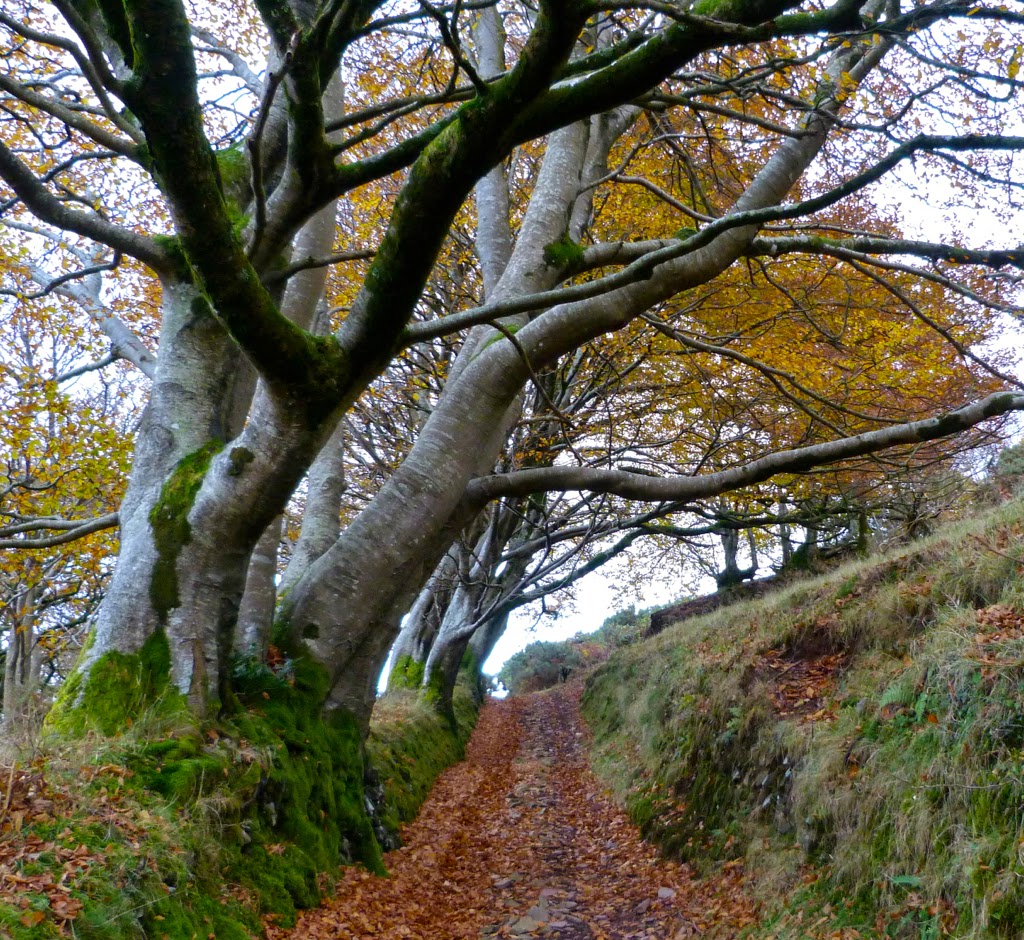Stock Wood Farm, 45 acres of Stunning Exmoor Land For Sale Grazing