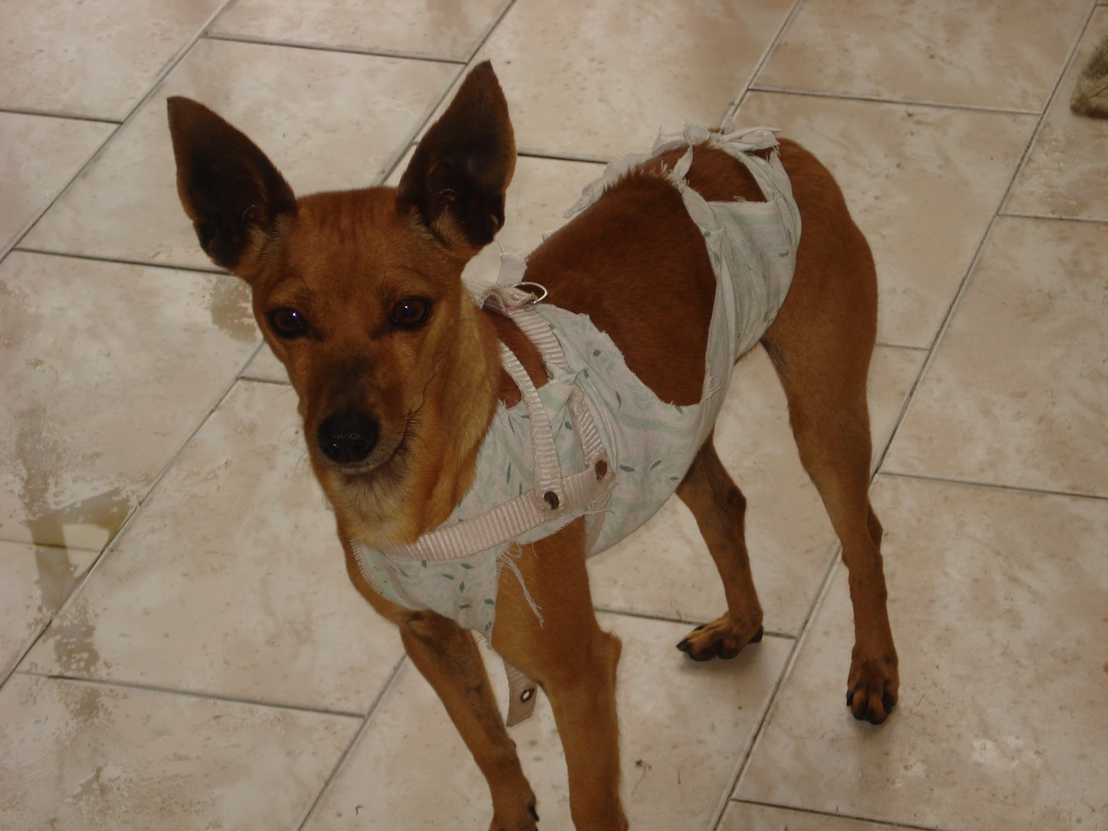 Grupo Amigo ViraLata (DOADA!) Pinscher Kacá procura um Lar!