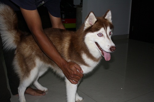 Jual Beli Anjing Husky Februari 2016