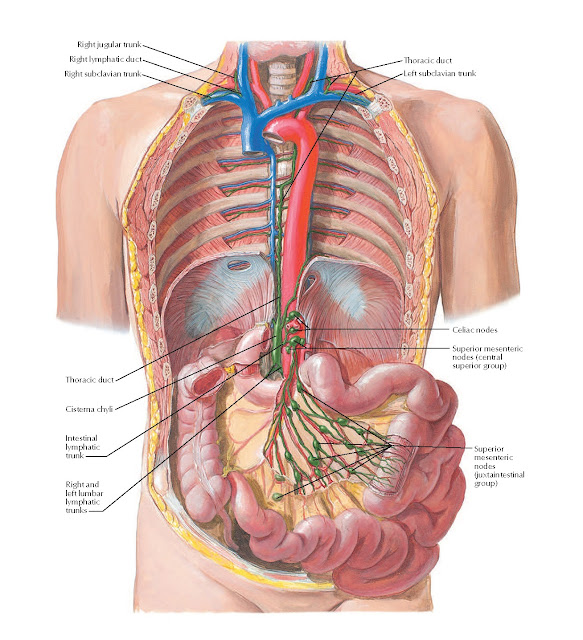 Lymph Vessels and Nodes of Small Intestine Anatomy