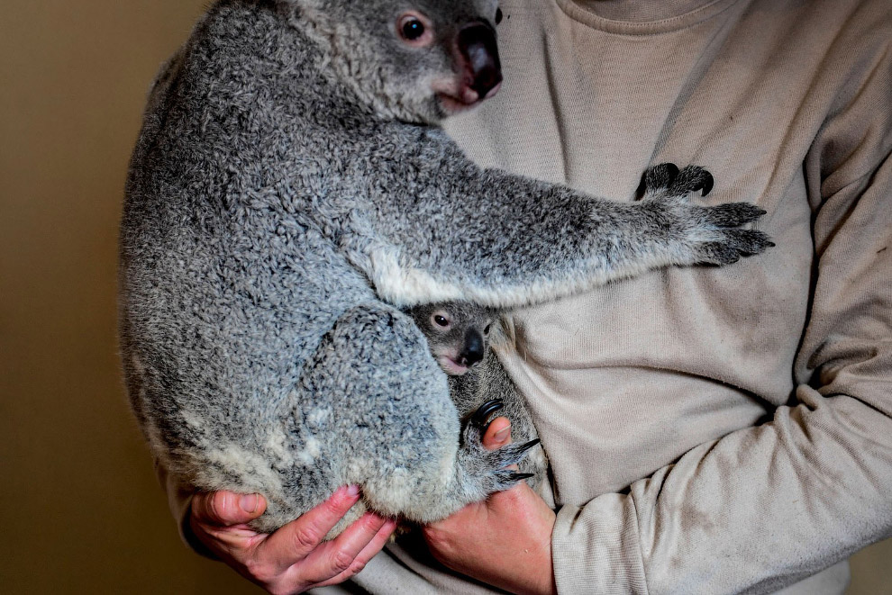 الحيوانات في الصور