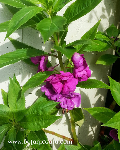 Impatiens balsamina