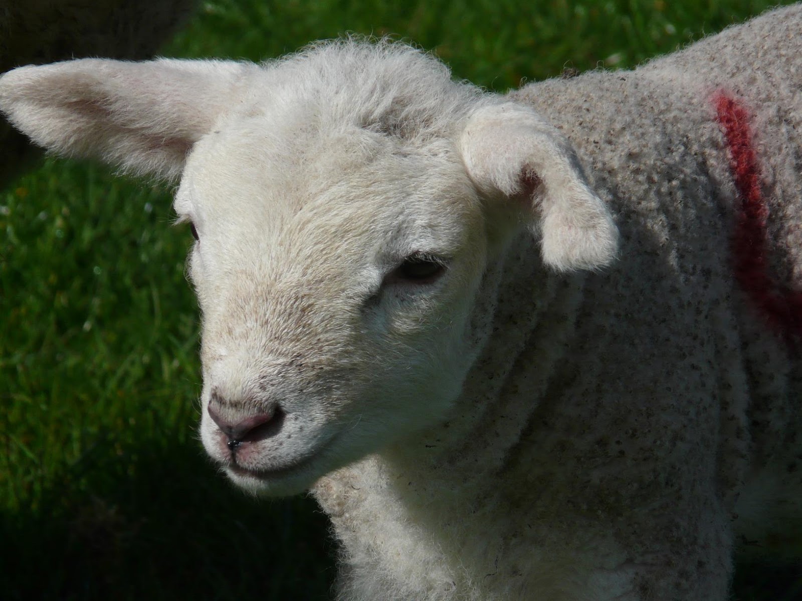Electrolyte For Sick Lambs