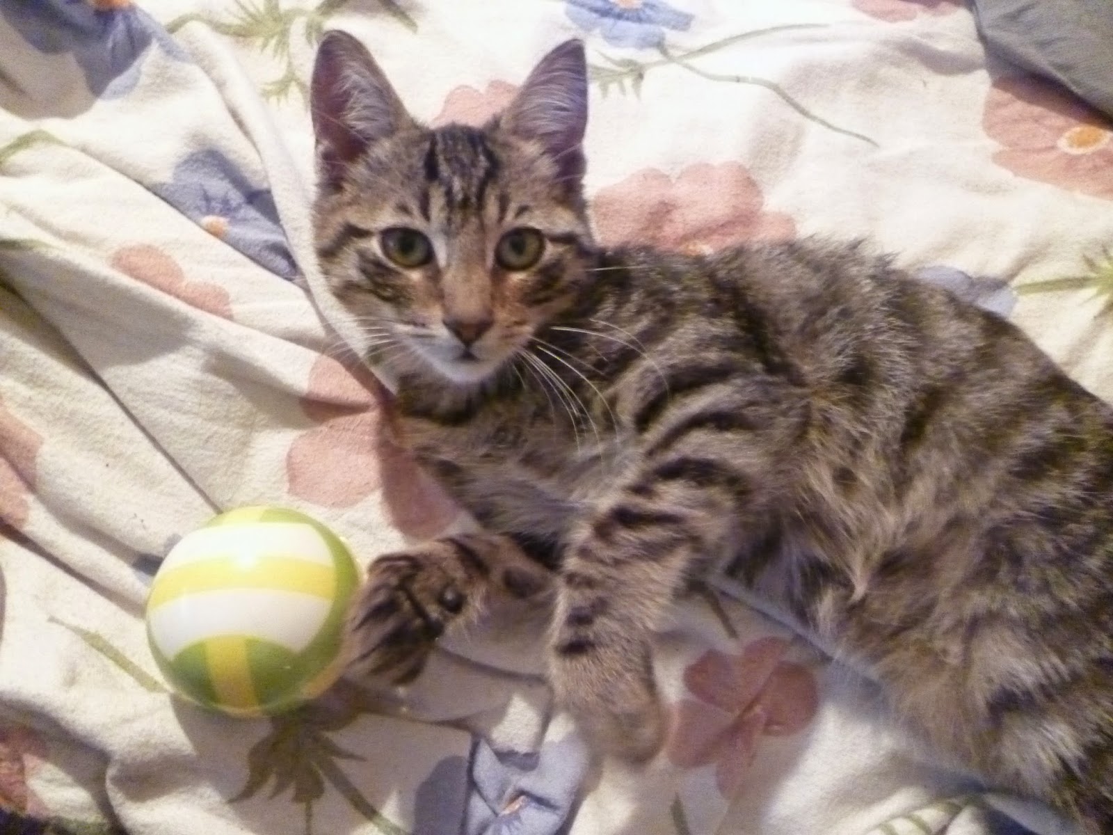 Tawşi�nin Dünyası KEDİ YAVRUSU BEKİR YUVA ARIYOR )