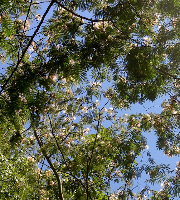  AcaciaTrees in bloom 